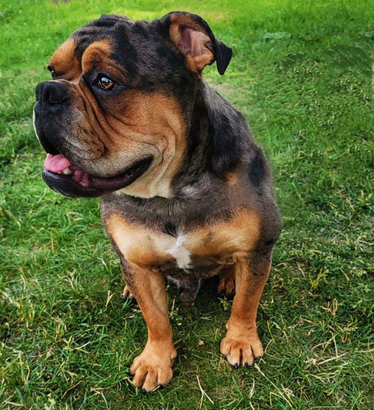 Vinny, an Olde English Bulldogge tested with EmbarkVet.com