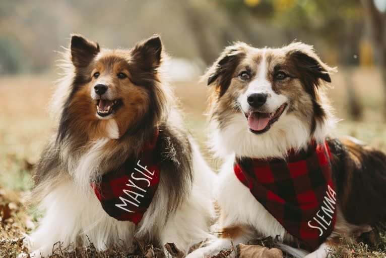 Sienna Rose, an Australian Shepherd and Collie mix tested with EmbarkVet.com