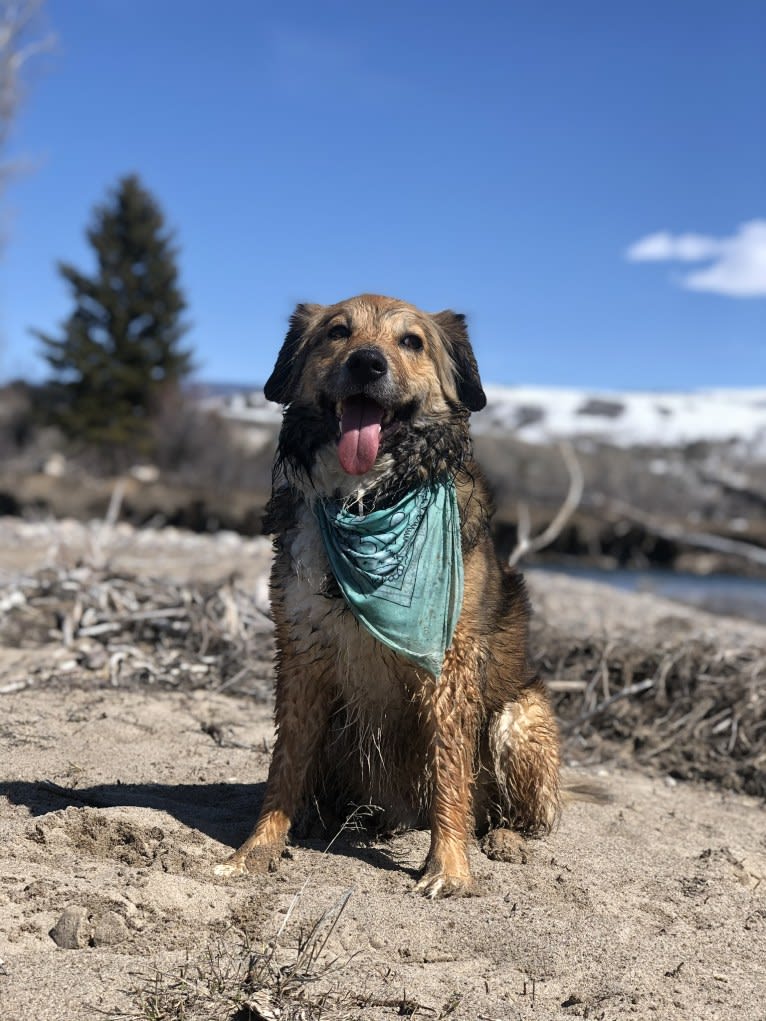 Akela, an American Pit Bull Terrier and Australian Cattle Dog mix tested with EmbarkVet.com