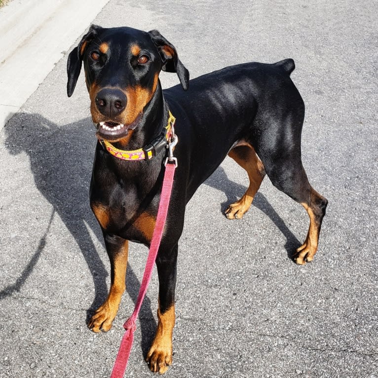 Halo, a Doberman Pinscher tested with EmbarkVet.com