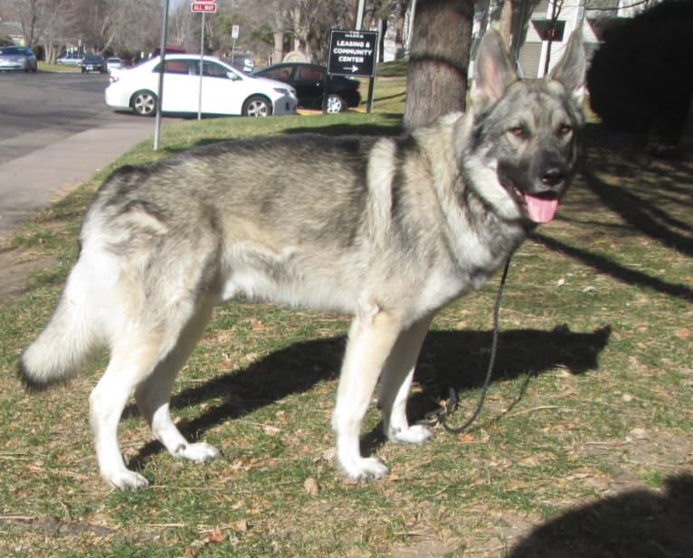 Auggie, a German Shepherd Dog and Alaskan Malamute mix tested with EmbarkVet.com