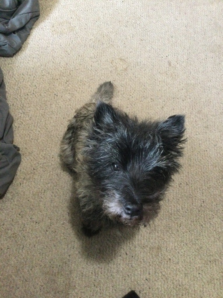 Cooper, a Cairn Terrier tested with EmbarkVet.com