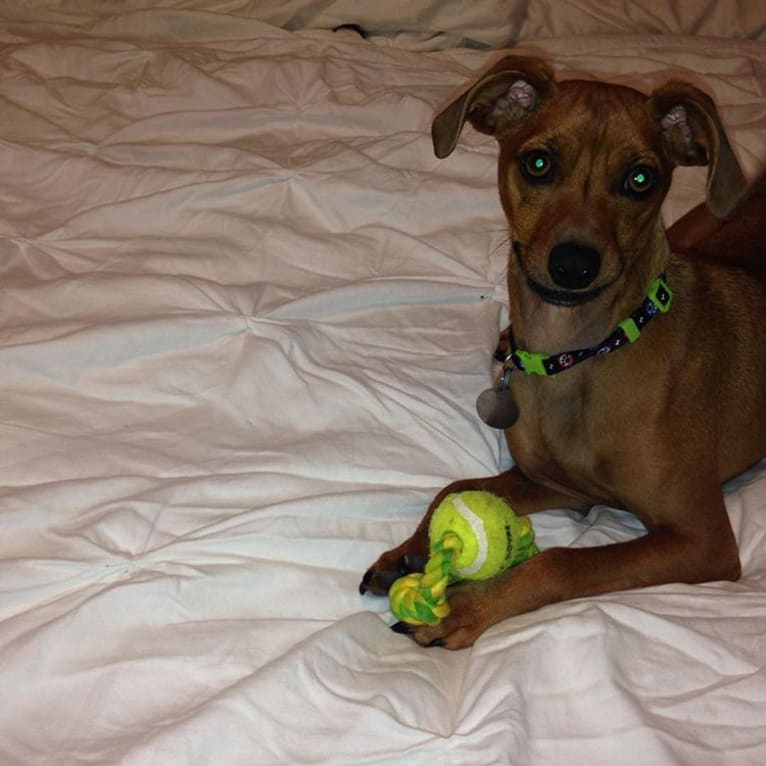 Preston, a Miniature Pinscher and Dachshund mix tested with EmbarkVet.com