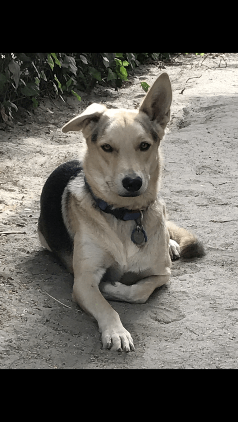 Indy, a German Shepherd Dog and Chow Chow mix tested with EmbarkVet.com