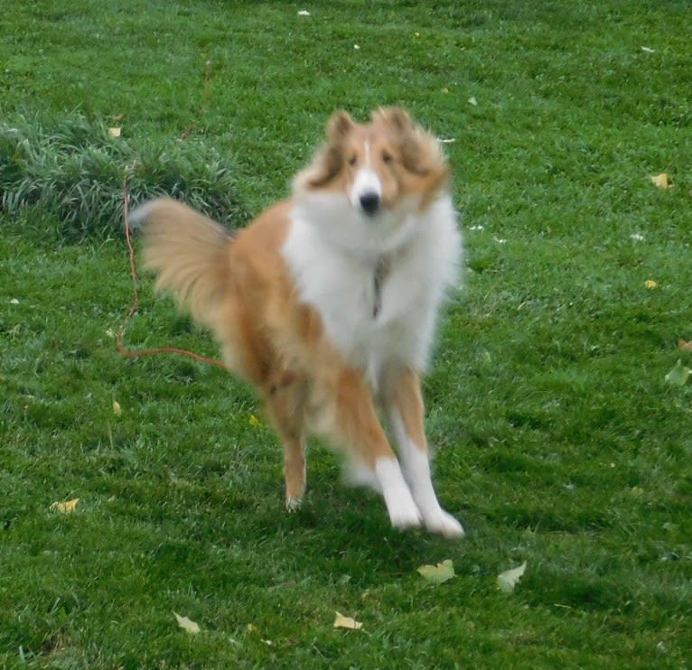 Pawsitively Paite, a Collie tested with EmbarkVet.com