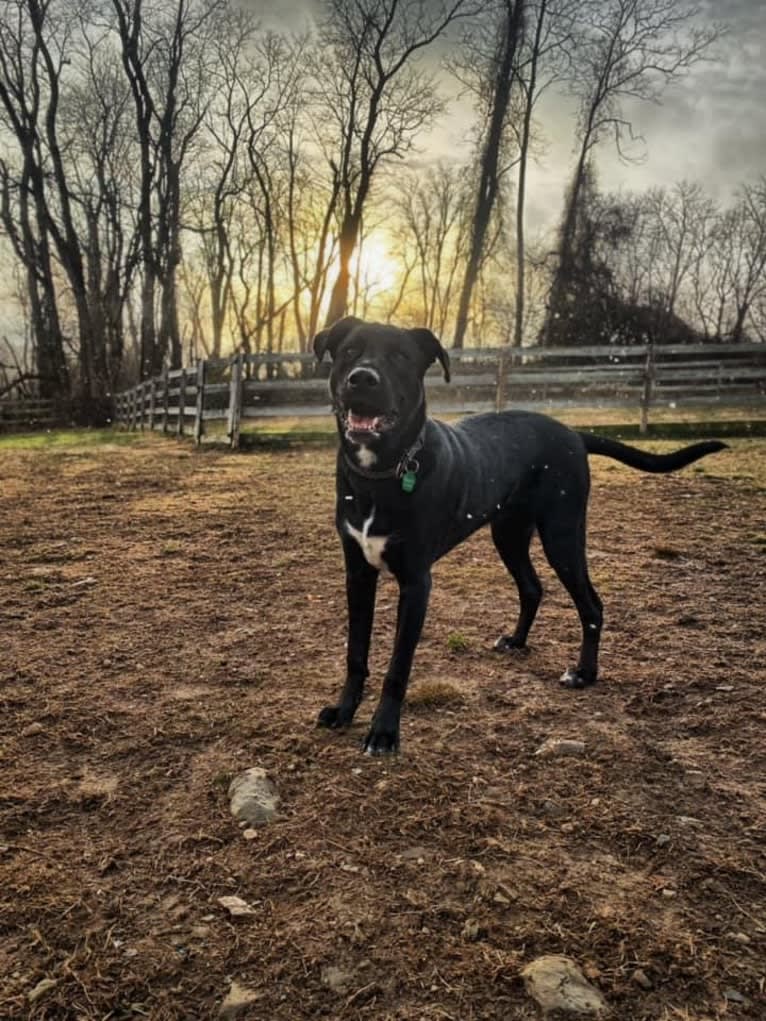 Mooshie, an American Pit Bull Terrier and German Shepherd Dog mix tested with EmbarkVet.com