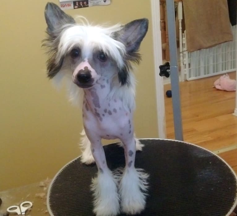 Billy, a Chinese Crested tested with EmbarkVet.com