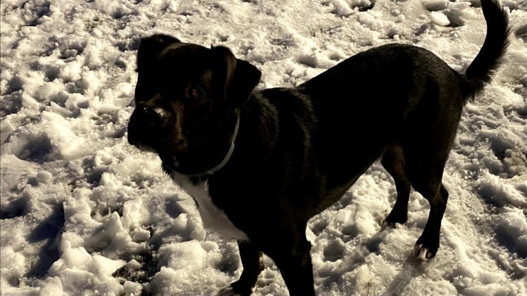 Fredo, an American Pit Bull Terrier and English Springer Spaniel mix tested with EmbarkVet.com