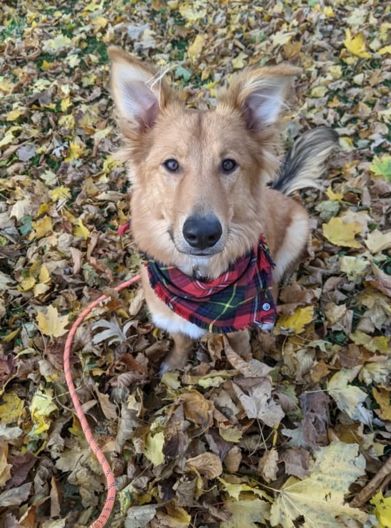 Tamaki, a German Shepherd Dog and American Pit Bull Terrier mix tested with EmbarkVet.com