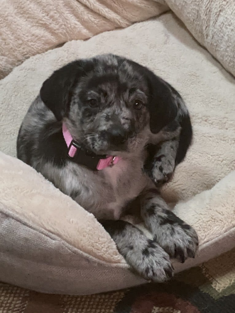 Skye, an Australian Cattle Dog and Pug mix tested with EmbarkVet.com