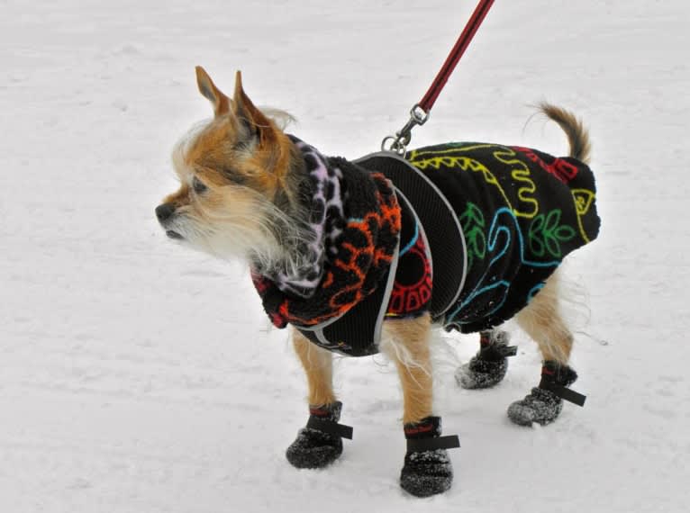 Ziva, a Chihuahua and Poodle (Small) mix tested with EmbarkVet.com