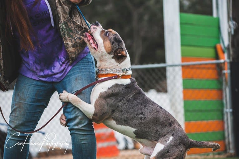 Koda, an American Bully tested with EmbarkVet.com