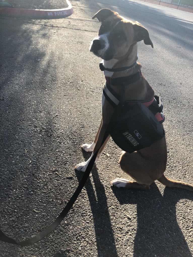 Ripley, a Boxer and German Shepherd Dog mix tested with EmbarkVet.com