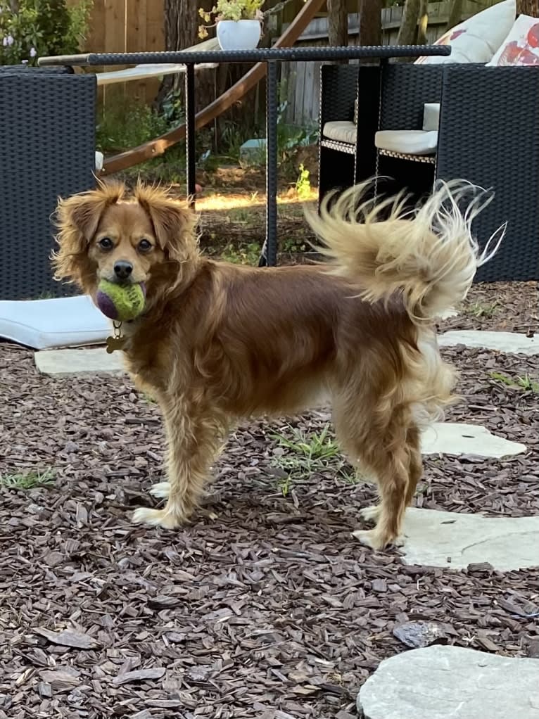 Ajuni, a Chihuahua and Dachshund mix tested with EmbarkVet.com