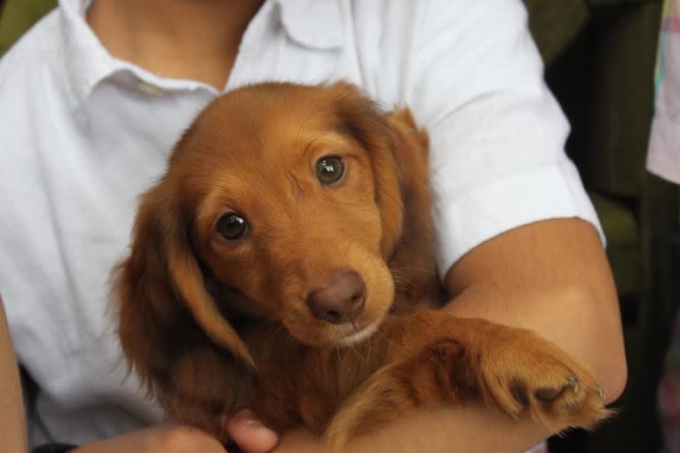 Chewy, a Dachshund tested with EmbarkVet.com