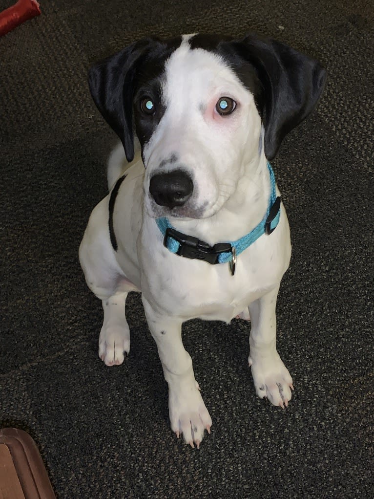 Lila, an American Pit Bull Terrier and Beagle mix tested with EmbarkVet.com