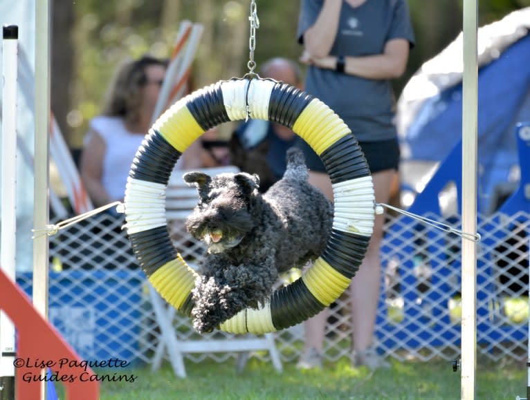 Berry Bond, a Kerry Blue Terrier tested with EmbarkVet.com