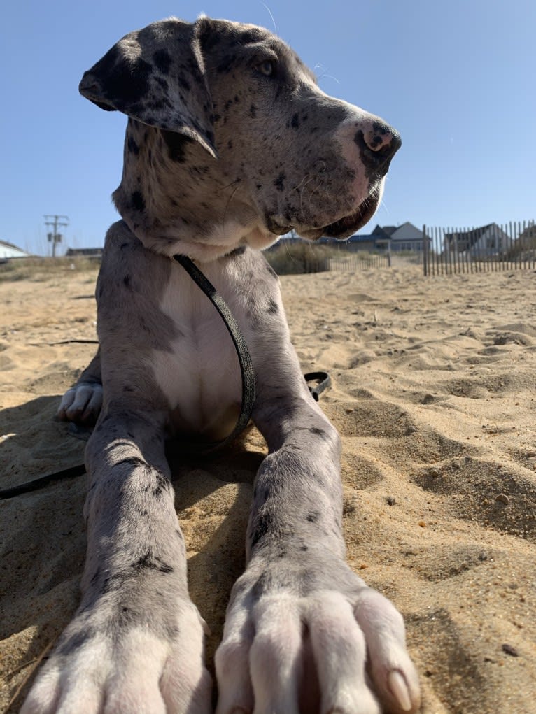 Koa, a Great Dane tested with EmbarkVet.com