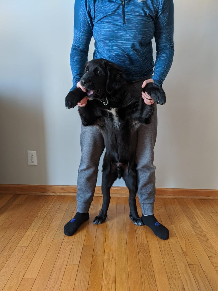 Conway, a Golden Retriever and Great Pyrenees mix tested with EmbarkVet.com