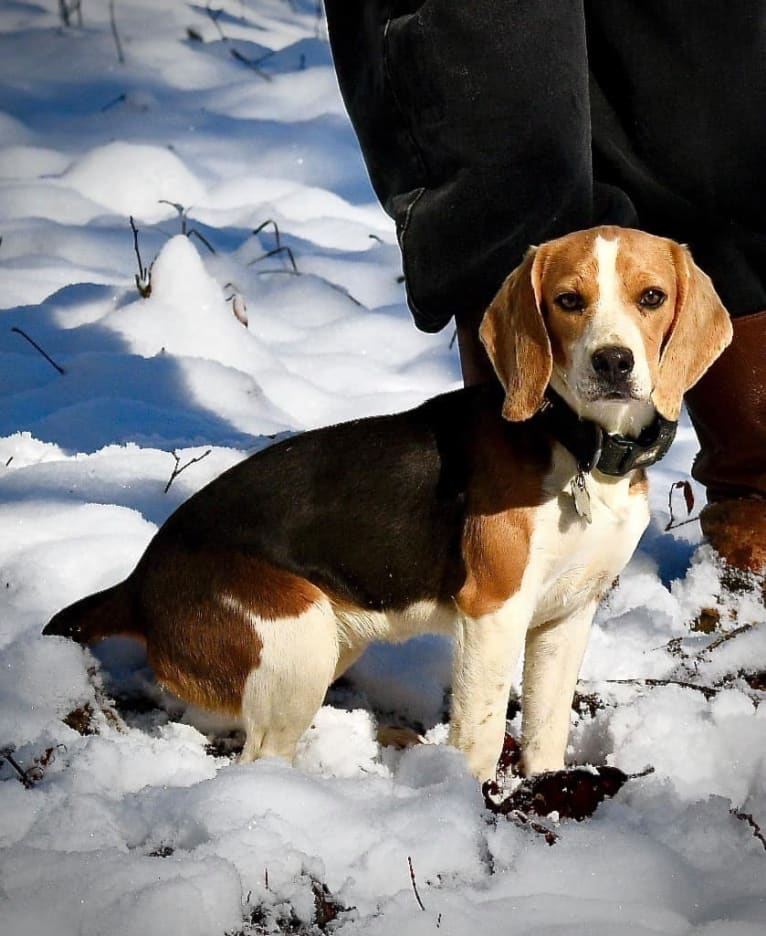 Moonshine 🌚, a Beagle tested with EmbarkVet.com