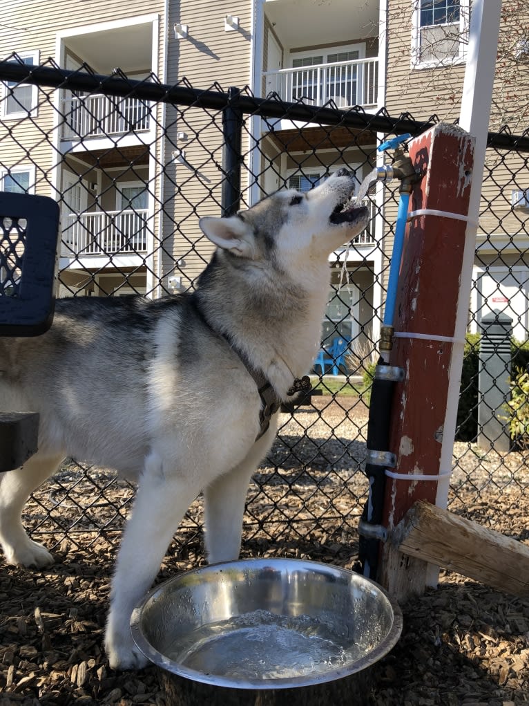 Timber, a Siberian Husky tested with EmbarkVet.com