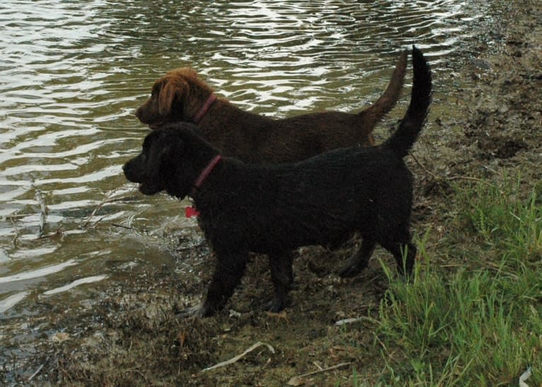 Timber, a Labrador Retriever and American Pit Bull Terrier mix tested with EmbarkVet.com