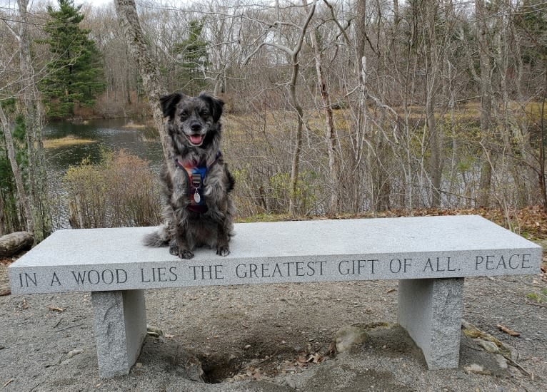 Mallatobuck, a Chihuahua and Shih Tzu mix tested with EmbarkVet.com