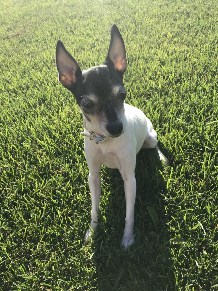 Cordelia (Cory), a Toy Fox Terrier tested with EmbarkVet.com