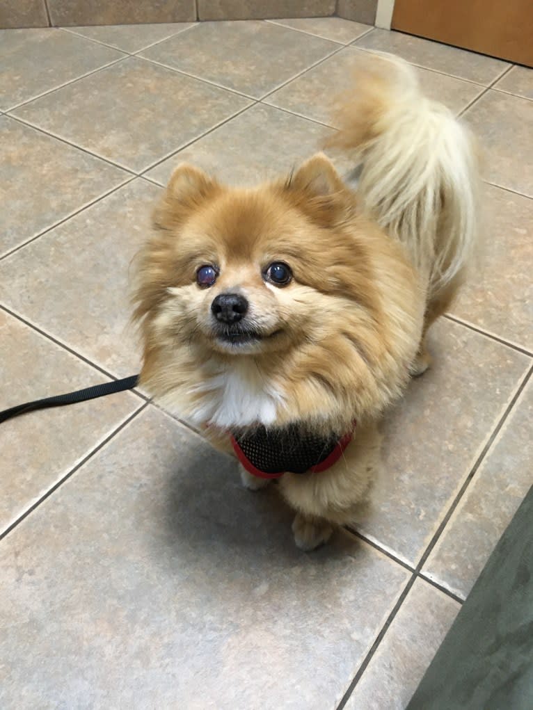 Teddy, a Pomchi (8.9% unresolved) tested with EmbarkVet.com