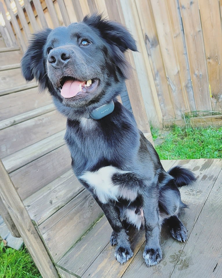 Bowser, an American Pit Bull Terrier and Siberian Husky mix tested with EmbarkVet.com