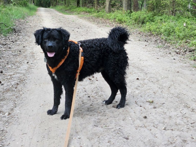 Beer, a Wetterhoun tested with EmbarkVet.com