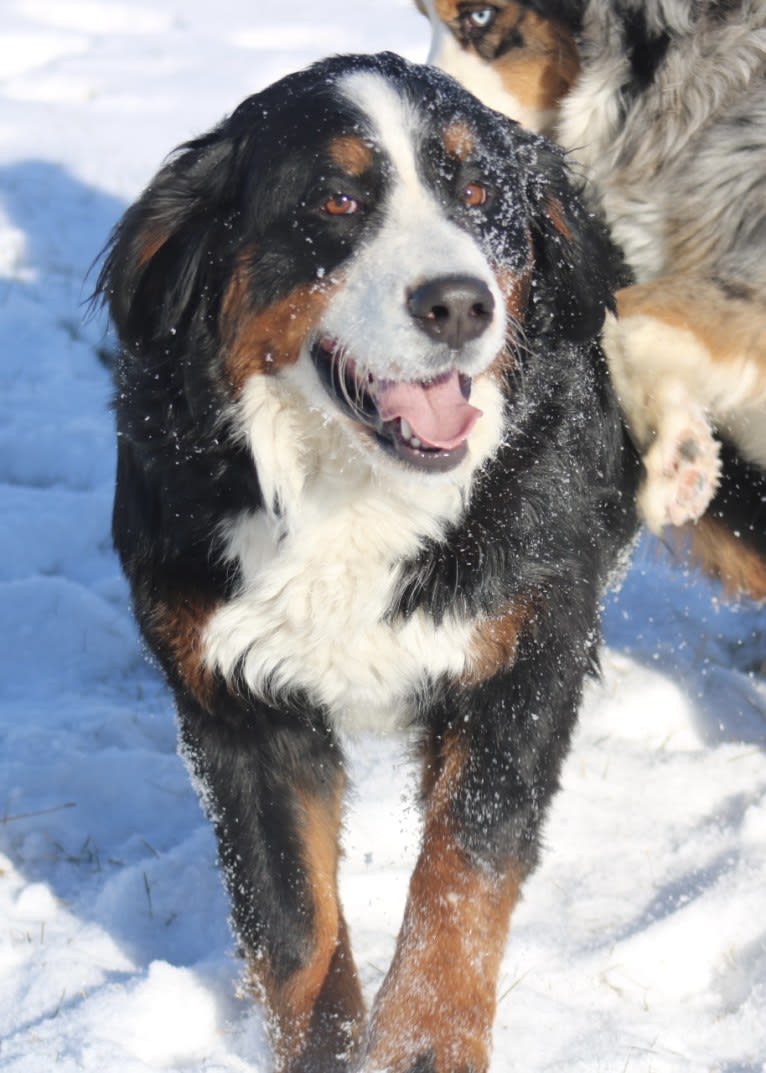 Della, a Bernese Mountain Dog tested with EmbarkVet.com
