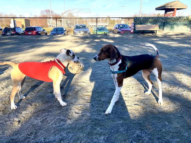 Roxy, a Treeing Walker Coonhound tested with EmbarkVet.com