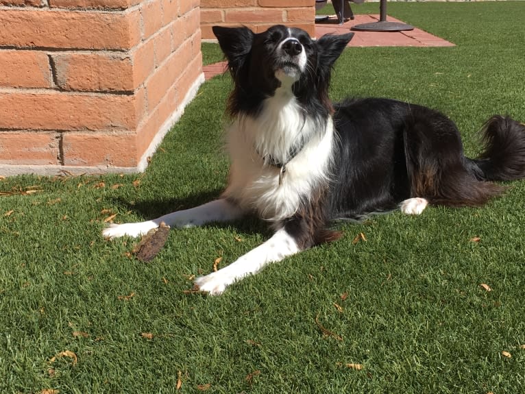 Riley, a Border Collie and German Shepherd Dog mix tested with EmbarkVet.com