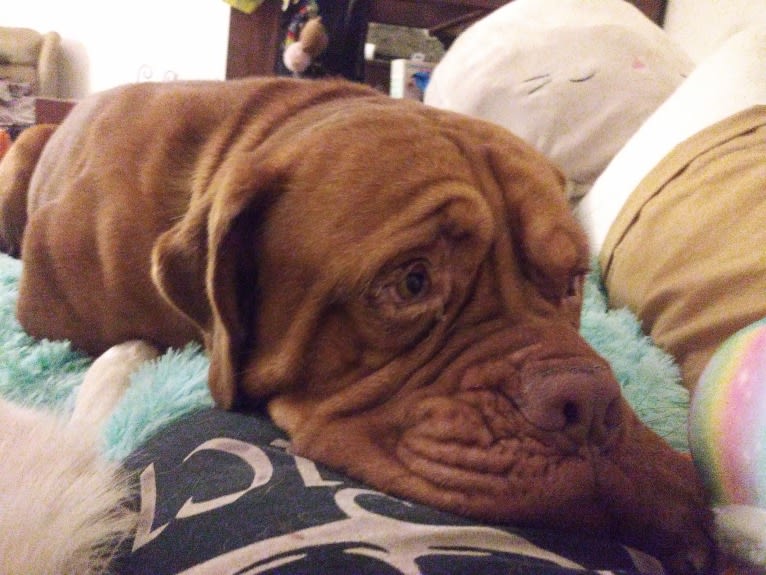 Brutis II, a Dogue de Bordeaux tested with EmbarkVet.com