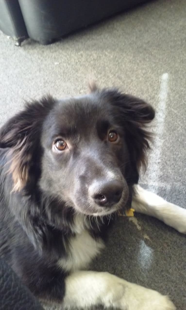 Bella, a Border Collie and Pembroke Welsh Corgi mix tested with EmbarkVet.com