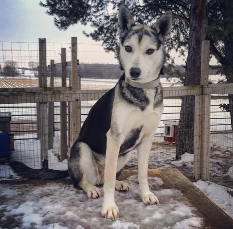 Juniper, a Siberian Husky tested with EmbarkVet.com