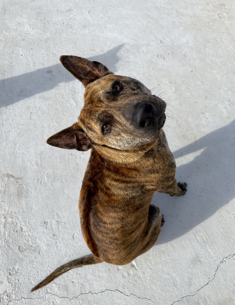 Ronin, a Phu Quoc Ridgeback tested with EmbarkVet.com