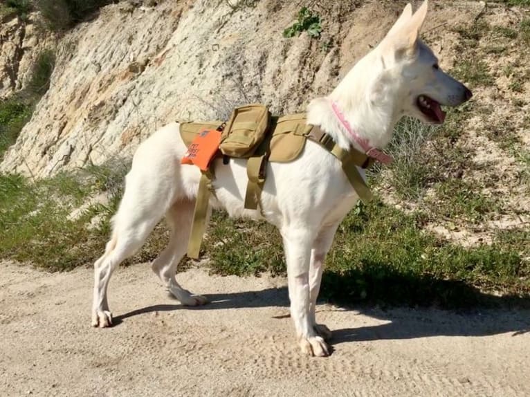 Bella, a German Shepherd Dog tested with EmbarkVet.com