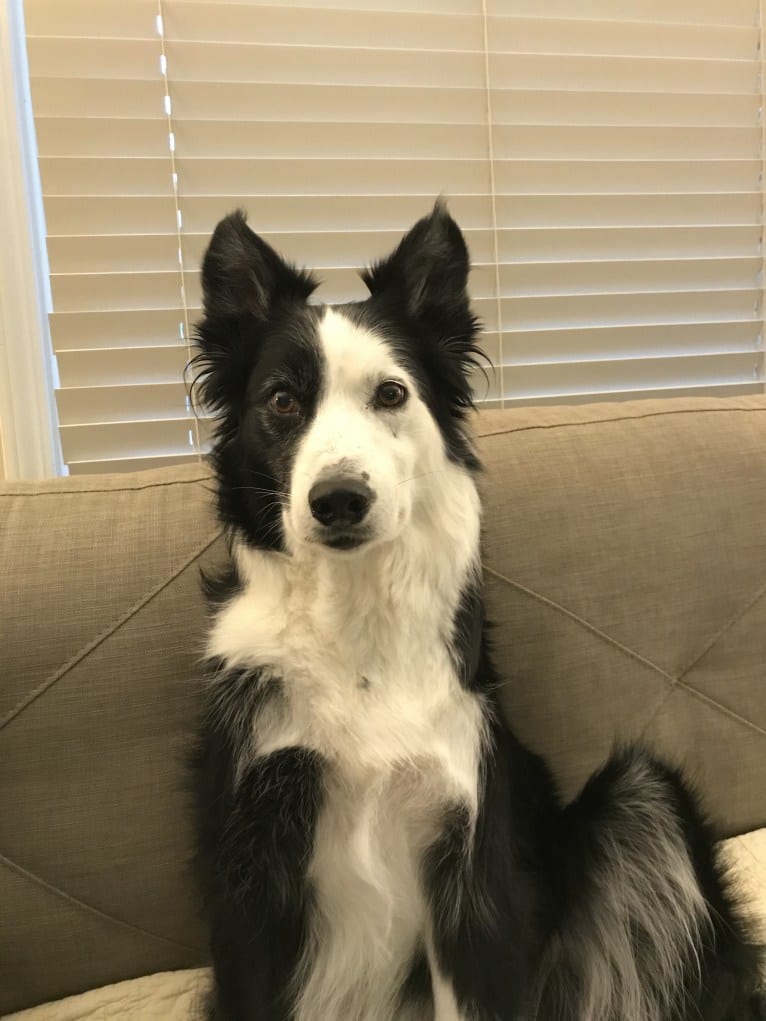 Ripper, a Border Collie tested with EmbarkVet.com