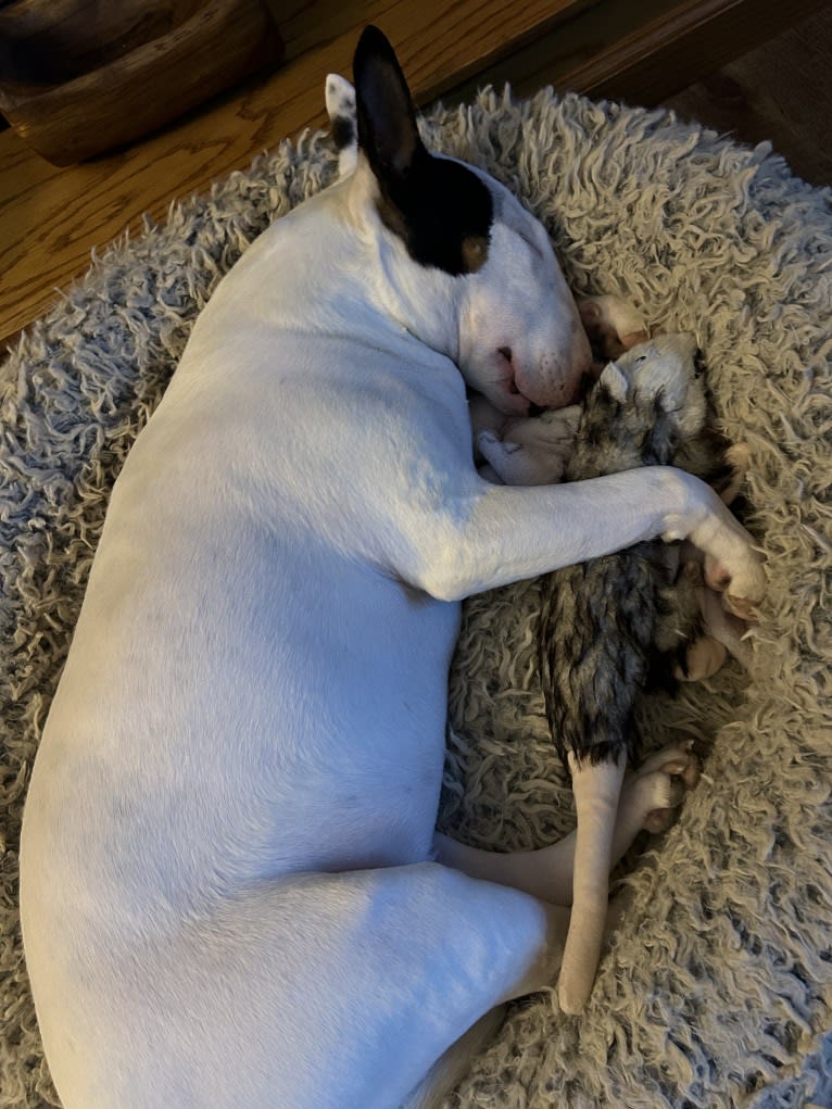 French Fry, a Bull Terrier tested with EmbarkVet.com