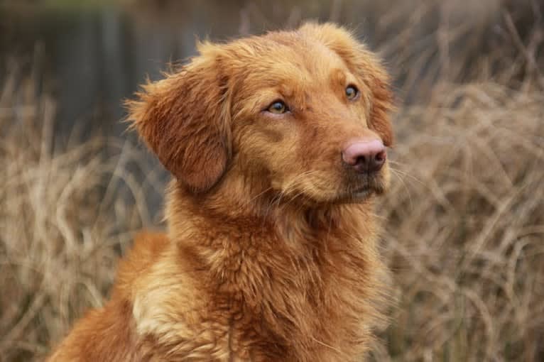 Heidi, a Nova Scotia Duck Tolling Retriever tested with EmbarkVet.com