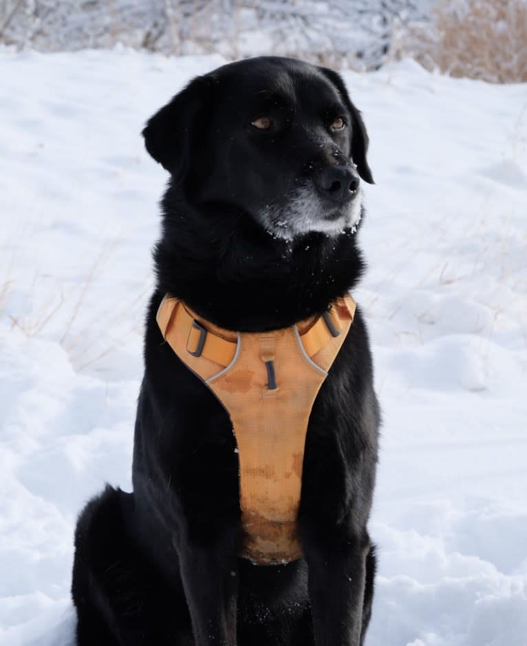 Riley, a Weimaraner and Labrador Retriever mix tested with EmbarkVet.com