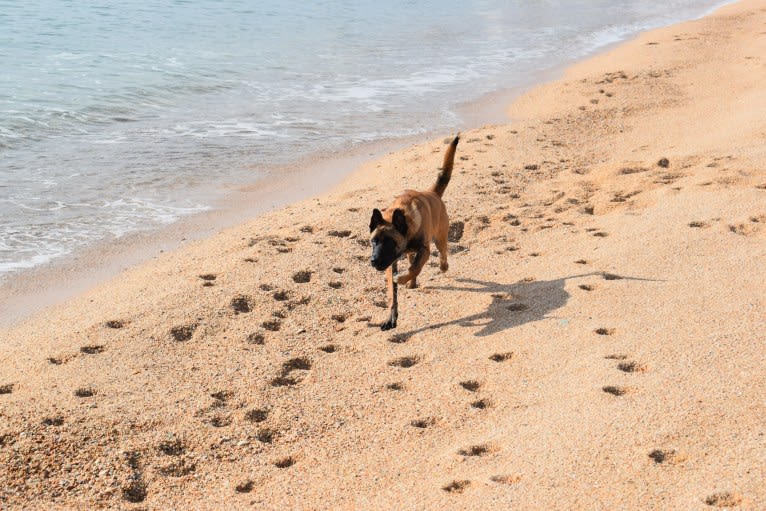 Kylar (PsychoKiller d'Hélitesport), a Belgian Shepherd tested with EmbarkVet.com