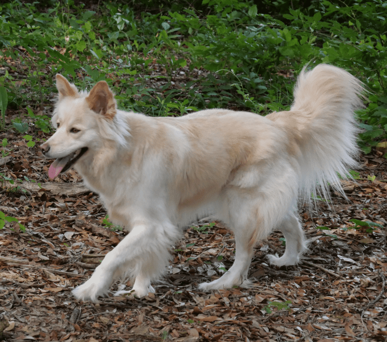 Roxy, a Siberian Husky and Labrador Retriever mix tested with EmbarkVet.com