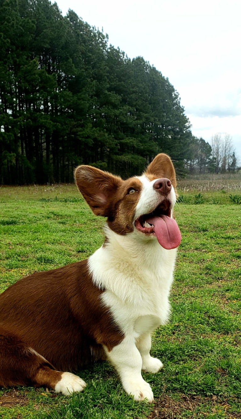 Latte, a Cardigan Welsh Corgi tested with EmbarkVet.com