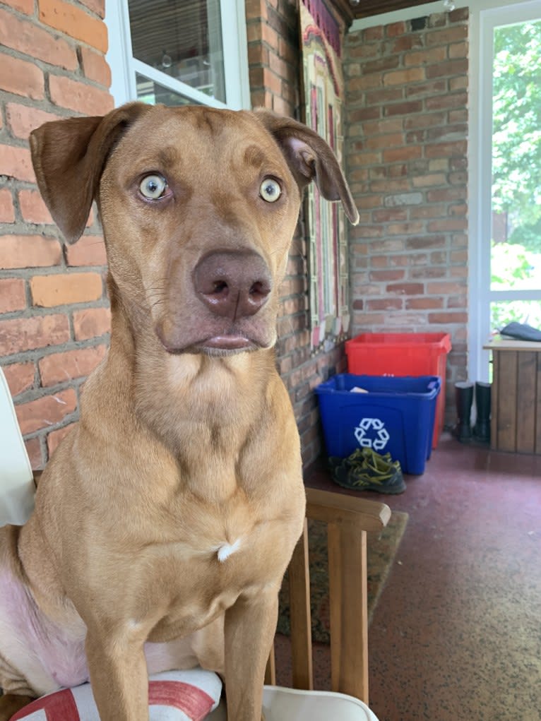 Trout, an American Pit Bull Terrier and Labrador Retriever mix tested with EmbarkVet.com