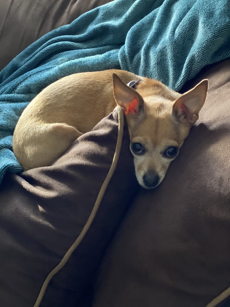 Poco, a Chihuahua and Miniature Schnauzer mix tested with EmbarkVet.com