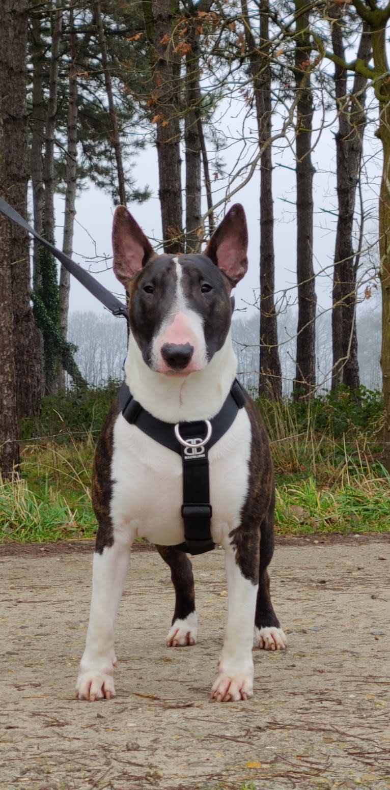 Skylark's Urban Legend, a Bull Terrier tested with EmbarkVet.com