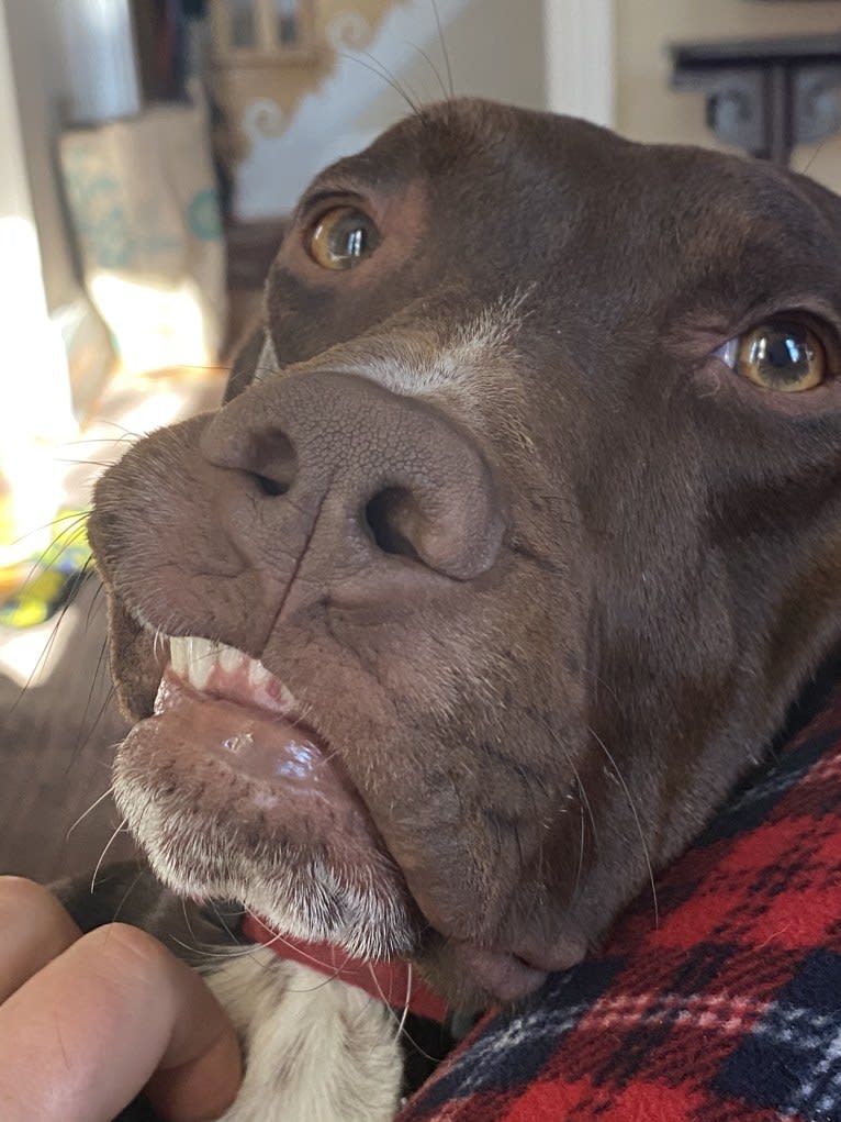 Franklin Hans Neidermeyer, a Pointer and German Shorthaired Pointer mix tested with EmbarkVet.com